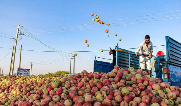 خرید و فروش سیب زیر درختی ارزان قیمت در ایران