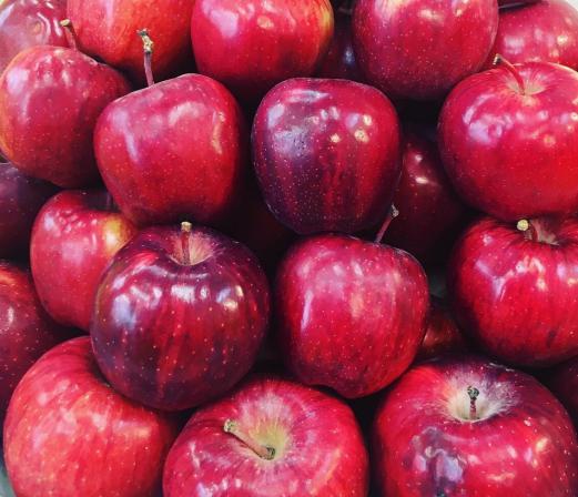 فروشگاه بزرگ انواع سیب درختی در مشهد