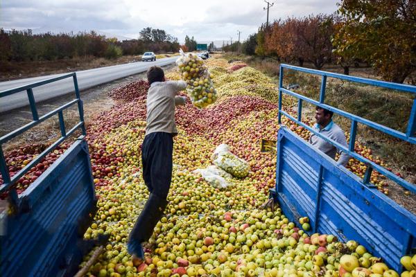 پخش مستقیم سیب زیر درختی ارزان در بازار تهران 