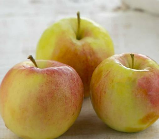 خرید عمده سیب گلاب در سمیرم با قیمت باور نکردنی