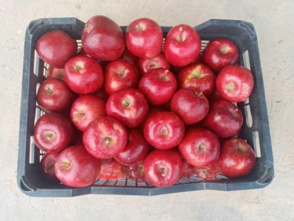 قیمت انواع سیب درختی درجه یک در بازار داخلی 