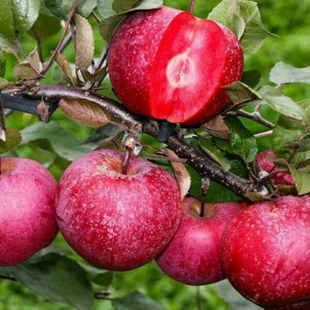 عوامل موثر بر قیمت سیب ارومیه در بازار