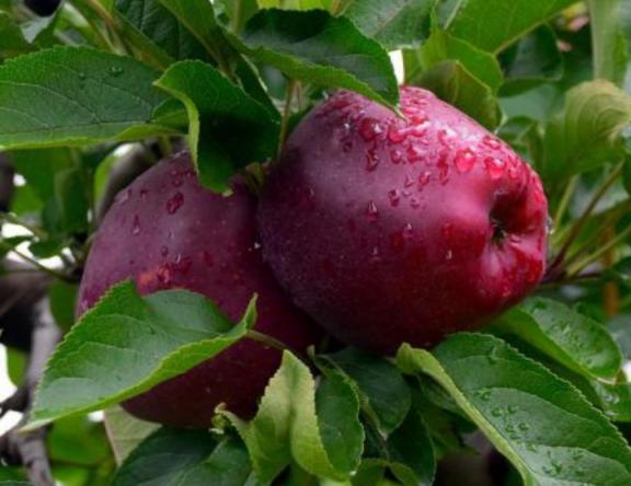 با انواع سیب آشنا شوید