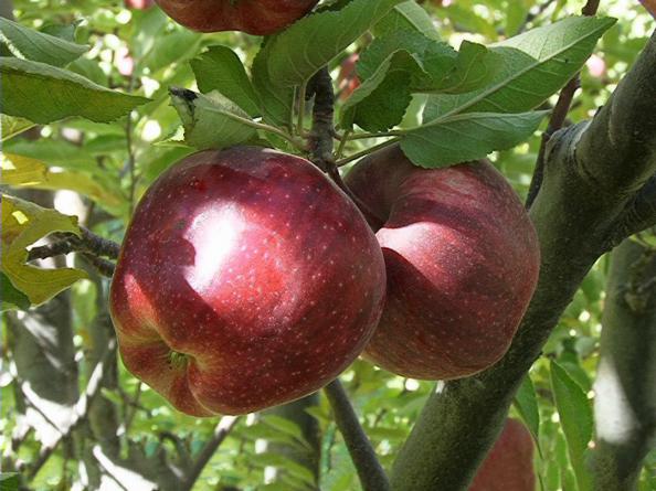 تولیدکنندگان برتر سیب زیر درختی در شهر مراغه