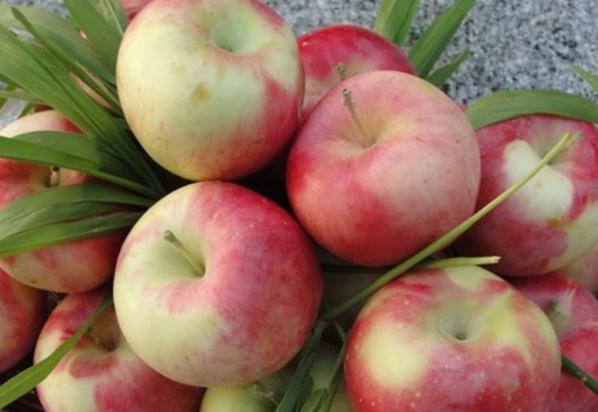 قیمت استثنایی سیب ماتیکی مرغوب در فروشگاه ها