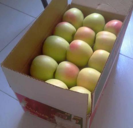 بازار خرید سیب درختی استخوانی درجه یک در تهران