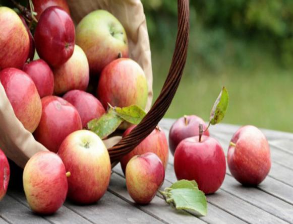 خرید بدون واسطه سیب گلاب سفید درجه یک