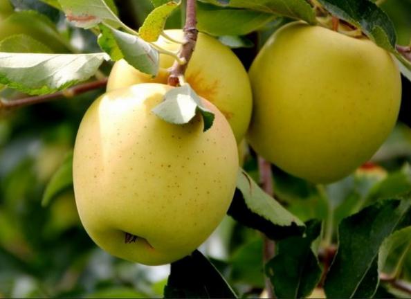قیمت روز سیب زرد پایه کوتاه اعلا در بازار ایران