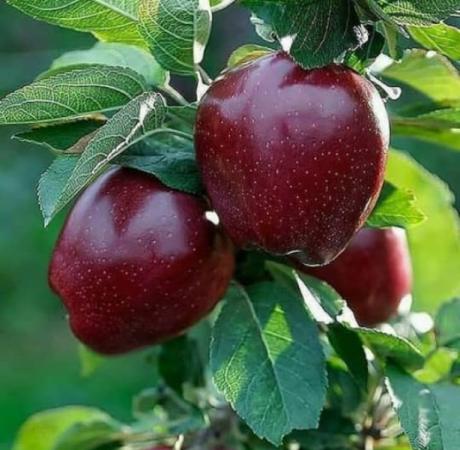 بهترین مکان برای رشد سیب درختی