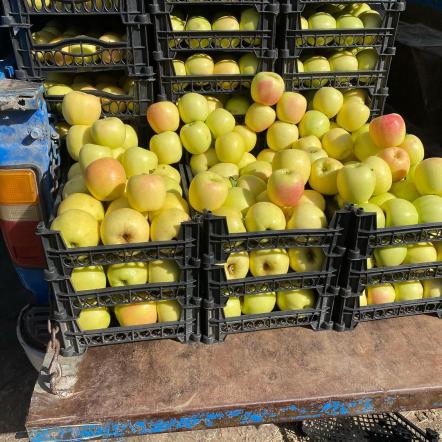 خرید سیب درختی به صورت عمده از فروشندگان برتر