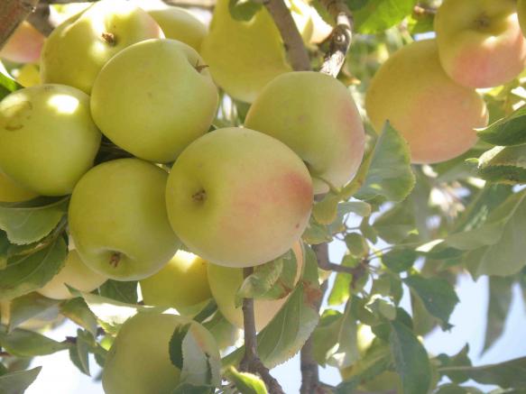 راهنمای خرید بهترین نوع سیب سفید صادراتی
