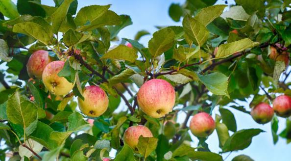 صادرات سیب گلاب با کیفیت به کشورهای همسایه