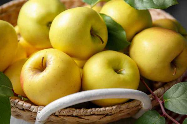 خرید اینترنتی سیب درختی زرد به قیمت استثنایی از فروشنده