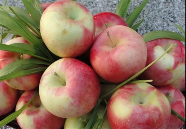 مراکز فروش سیب با بهترین کیفیت در سراسر کشور