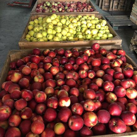 مشخصات سیب درختی مرغوب چیست؟ 