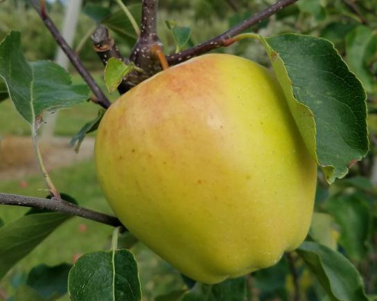 دلایل محبوبیت سیب زرد درختی در بین مردم 