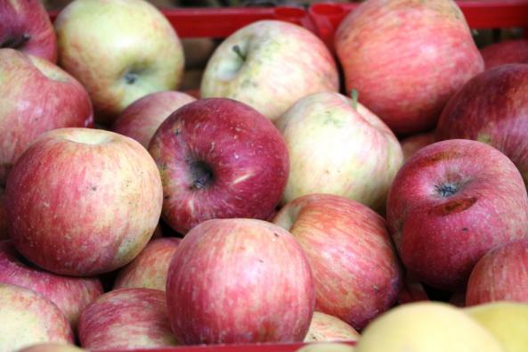 مراکز پخش سیب درختی مرغوب در شهر مشهد