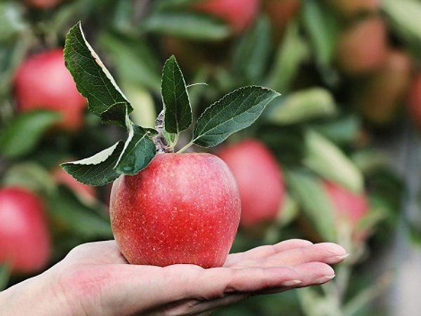 صادرات سیب درختی با بهترین کیفیت به کشورهای همسایه 