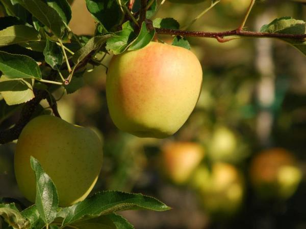 عوامل موثر بر کاهش قیمت سیب فرانسه قرمز 