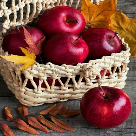 تولید انواع سیب در زنوز پایتخت سیب ایران 