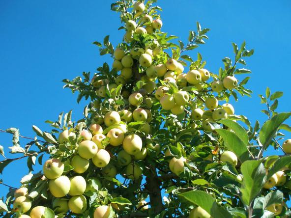 همه چیز درباره صادرات سیب زرد 