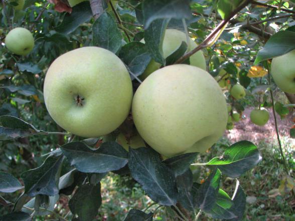 عوامل موثر بر افزایش صادرات سیب گلاب پاییزه 