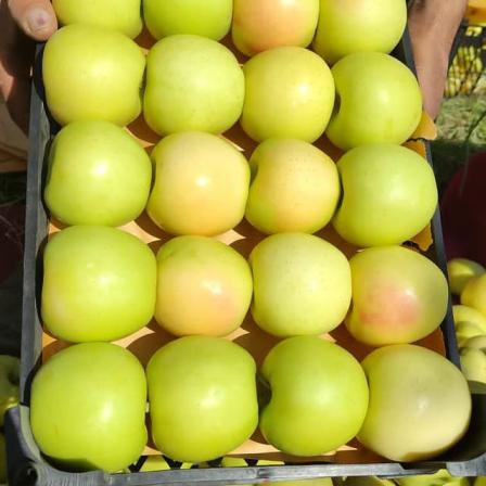 توزیع انواع سیب درختی به صورت عمده در بازار تهران