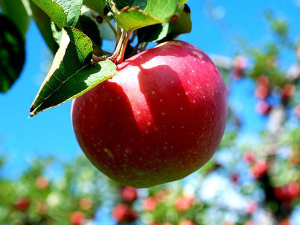 دانستنی هایی درباره کیفیت سیب درختی 