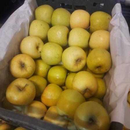 خرید عمده سیب زرد پاییزه مستقیم از تولید کننده