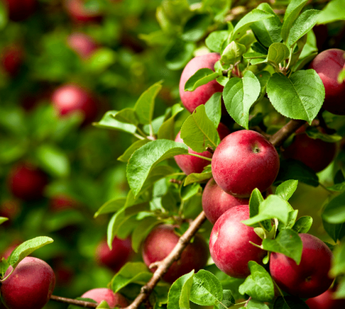 تولیدکنندگان سیب درختی با بهترین کیفیت در شیراز