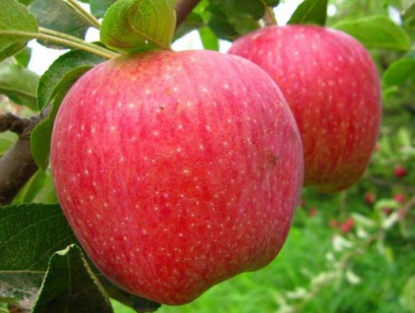 قیمت شگفت انگیز سیب درختی درشت در اصفهان