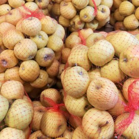 بزرگترین فروشنده سیب آبگیری مراغه