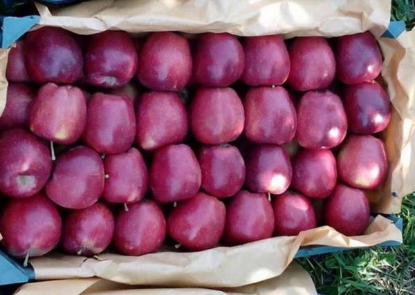 مهمترین کشور های صادر کننده سیب در جهان