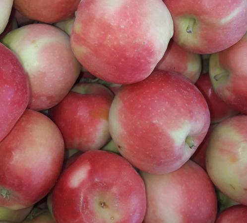 مشخصات سیب گلاب صورتی چیست؟