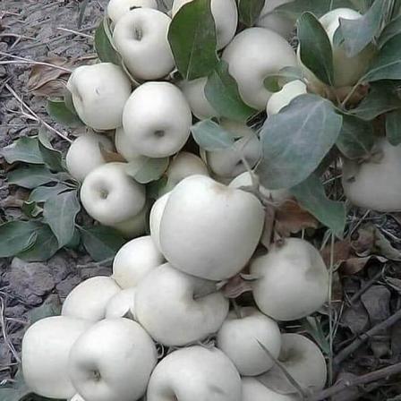 فروش عمده سیب درختی سفید جنگلی