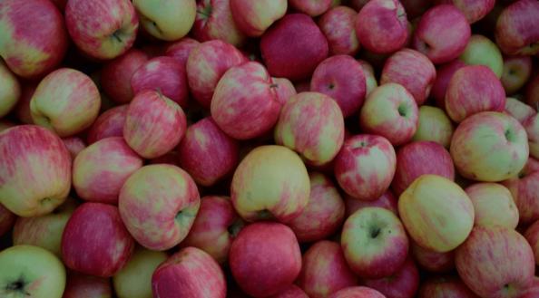 سفارش خرید سیب گلاب به صورت عمده از فروشنده