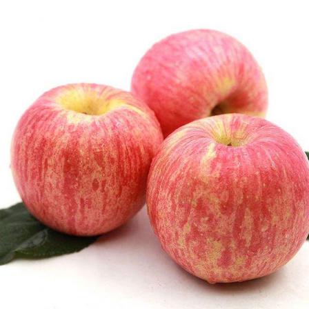 عرضه مستقیم سیب ژاپنی با کمترین قیمت