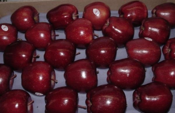 پخش بی واسطه سیب درختی در بازار مهاباد