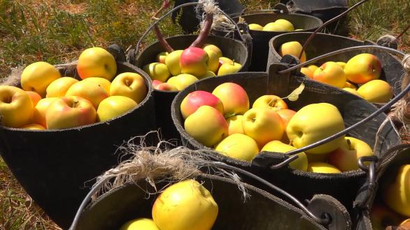 عوامل تاثیرگذار بر افزایش تولید سیب در ایران