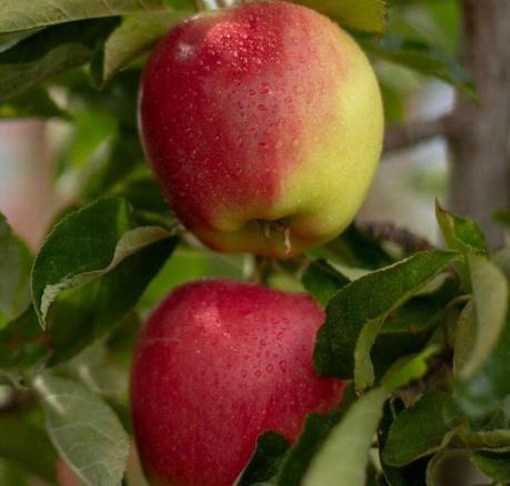 صادرات سیب گلابی با قیمت رقابتی