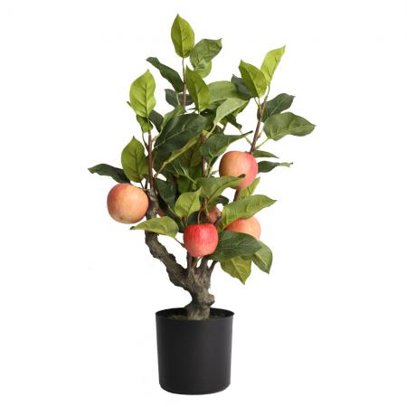 چگونگی پرورش سیب درختی گلدانی