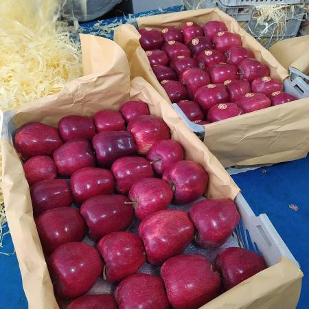عرضه مرغوب ترین سیب صادراتی ارومیه