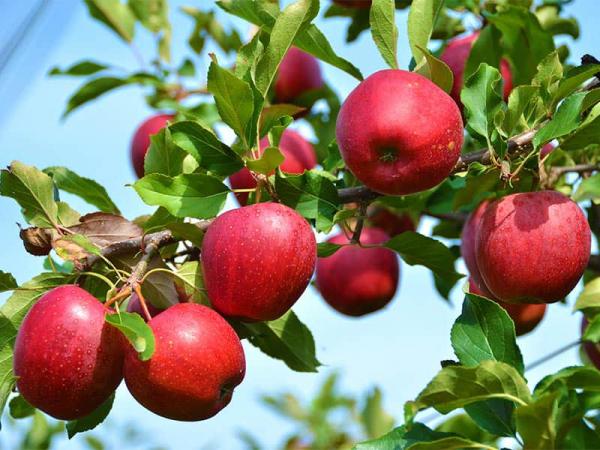 عوامل موثر بر کیفیت سیب