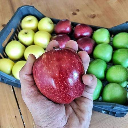 فروش سیب لبنان با بهترین قیمت