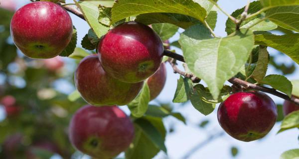 بررسی مشخصات سیب درختی مرغوب