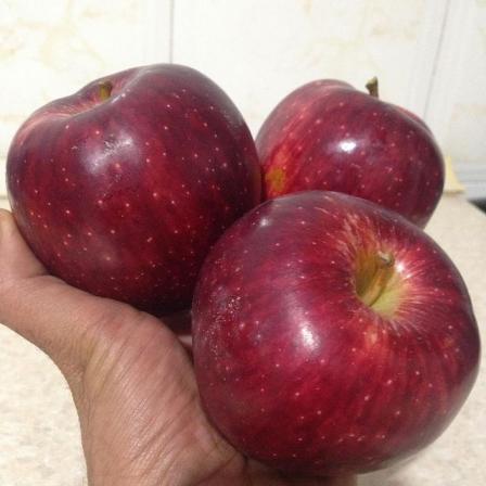 فروش عمده سیب درختی توسط تولید کنندگان معتبر