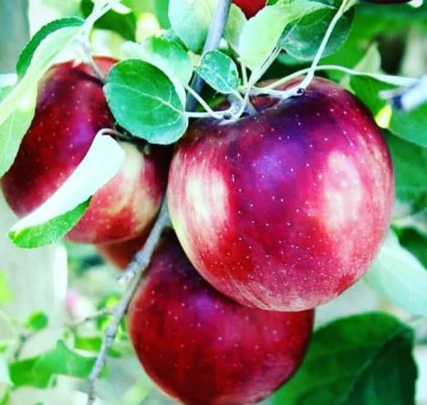 بررسی انواع سیب براساس کیفیت