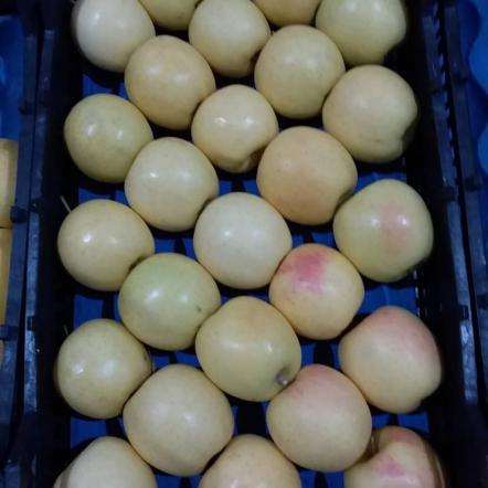 نکات مهم در خرید سیب درختی درجه 1