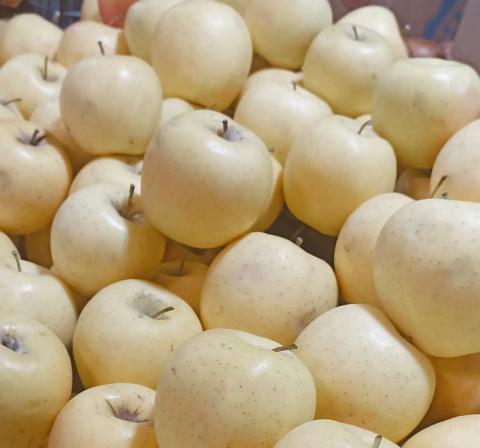 سه نکته مهم در خصوص صادرات سیب درختی