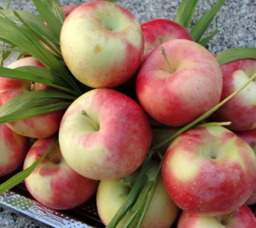 قیمت سیب گلاب تابستانی درجه یک ارگانیک در بازار های ایران